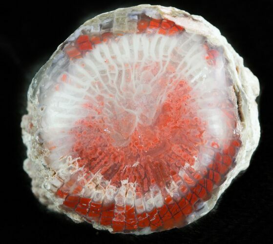Pennsylvanian Aged Red Agatized Horn Coral - Utah #46742